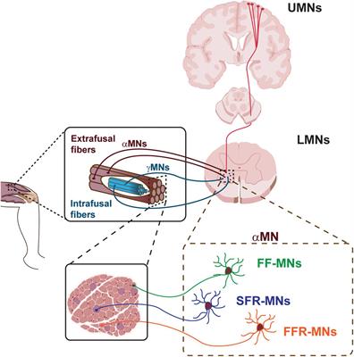 Motor Neuron Diseases and Neuroprotective Peptides: A Closer Look to Neurons